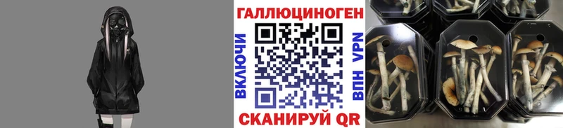 Псилоцибиновые грибы Psilocybe  как найти закладки  Новосокольники 